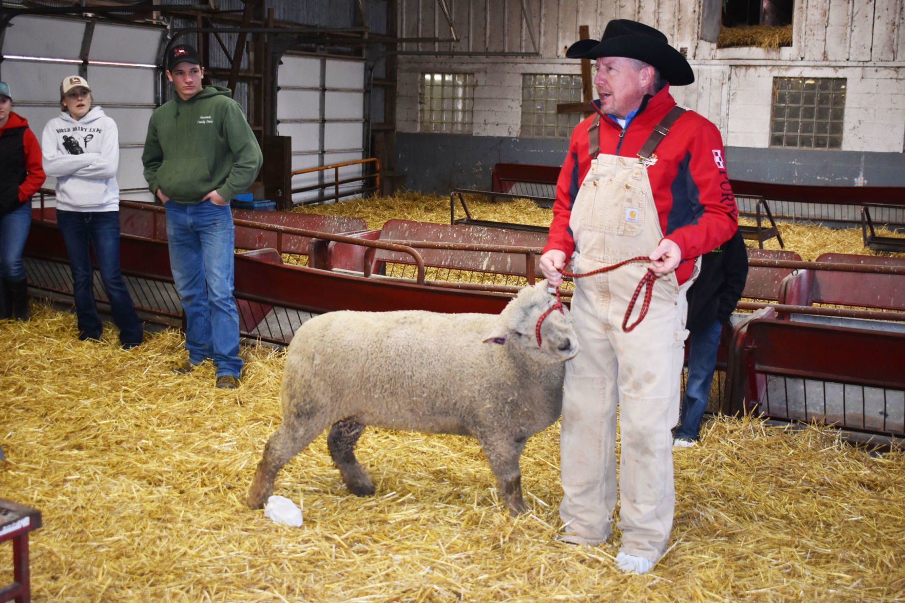 Sheep lead